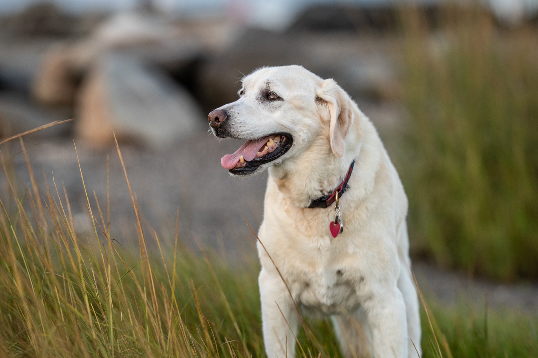 dog photo session