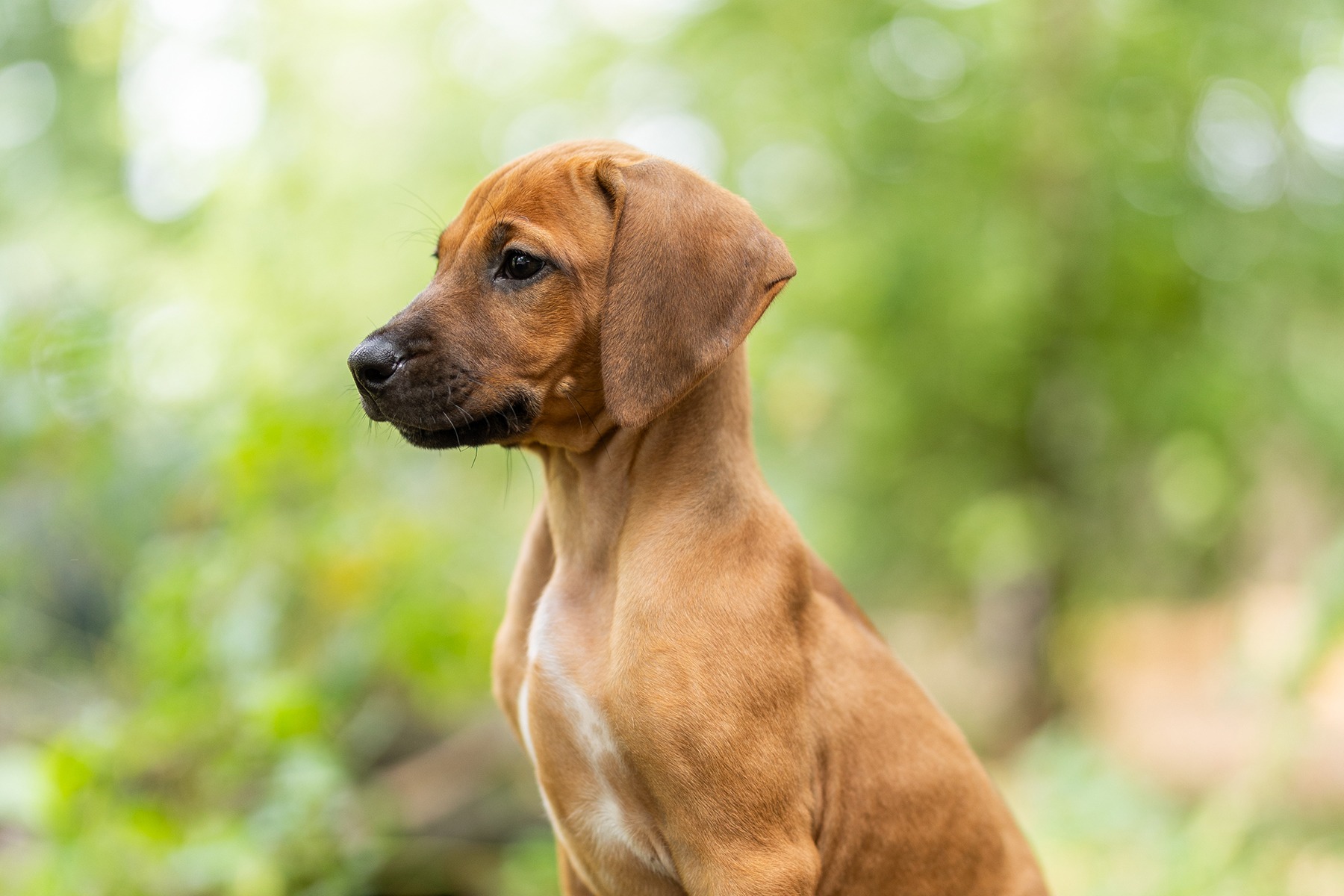 Shabani Rhodesian Ridgebacks | Summer 2025 Litter - Polar Square Designs
